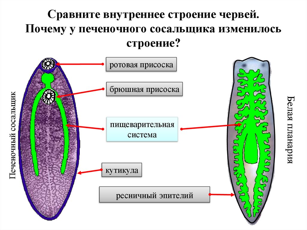 Сравните внутреннее строение червей. Почему у печеночного сосальщика изменилось строение?
