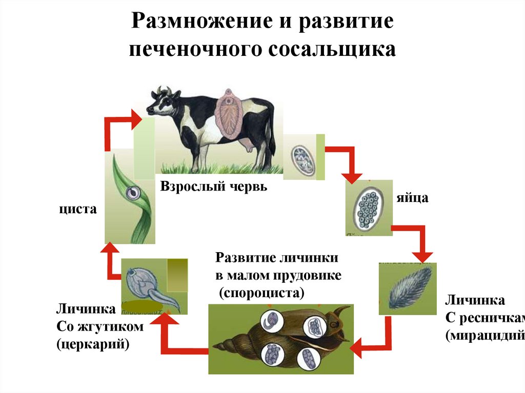 Размножение и развитие печеночного сосальщика