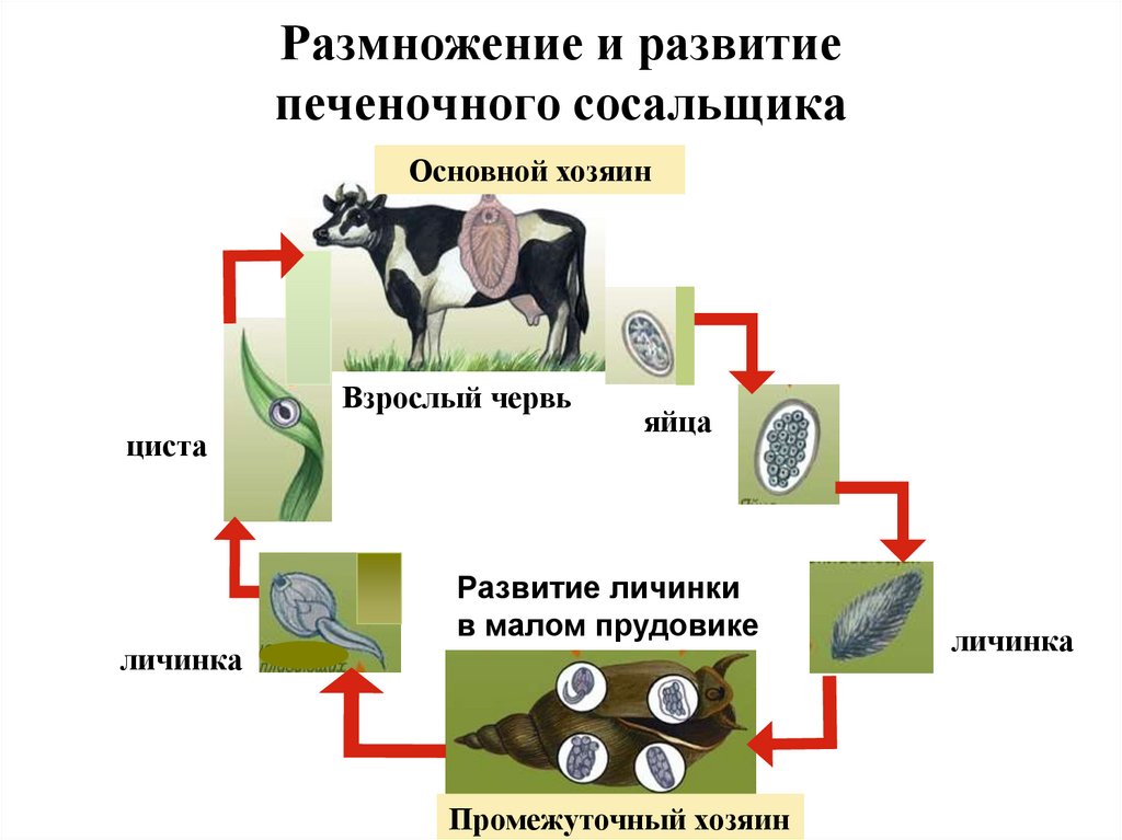 Размножение и развитие печеночного сосальщика