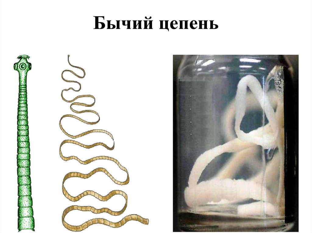 Бычий цепень