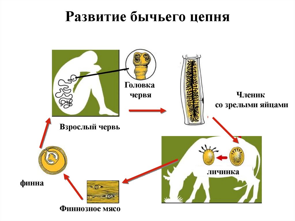 Развитие бычьего цепня