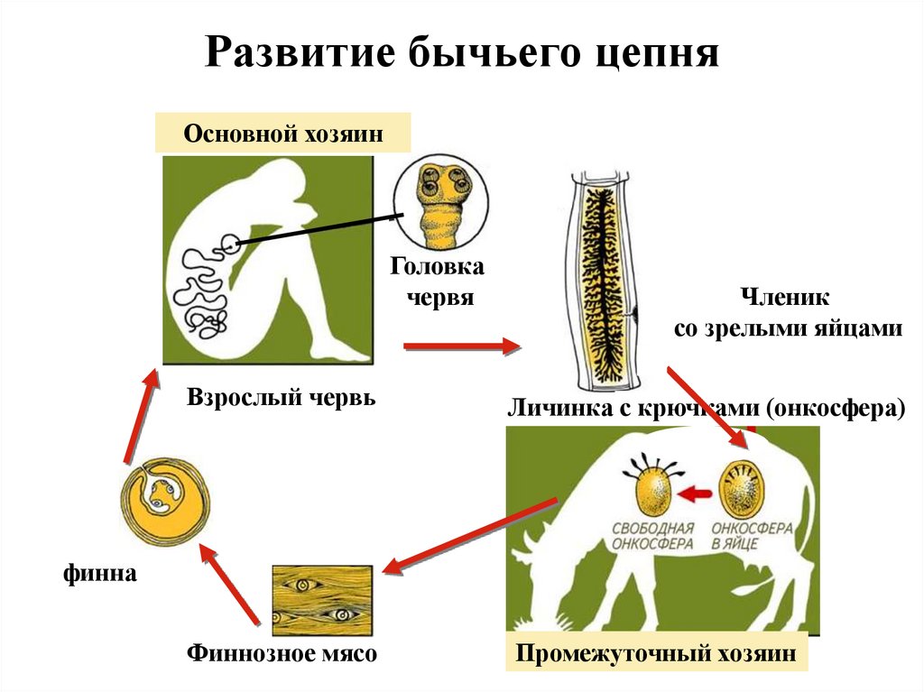 Развитие бычьего цепня