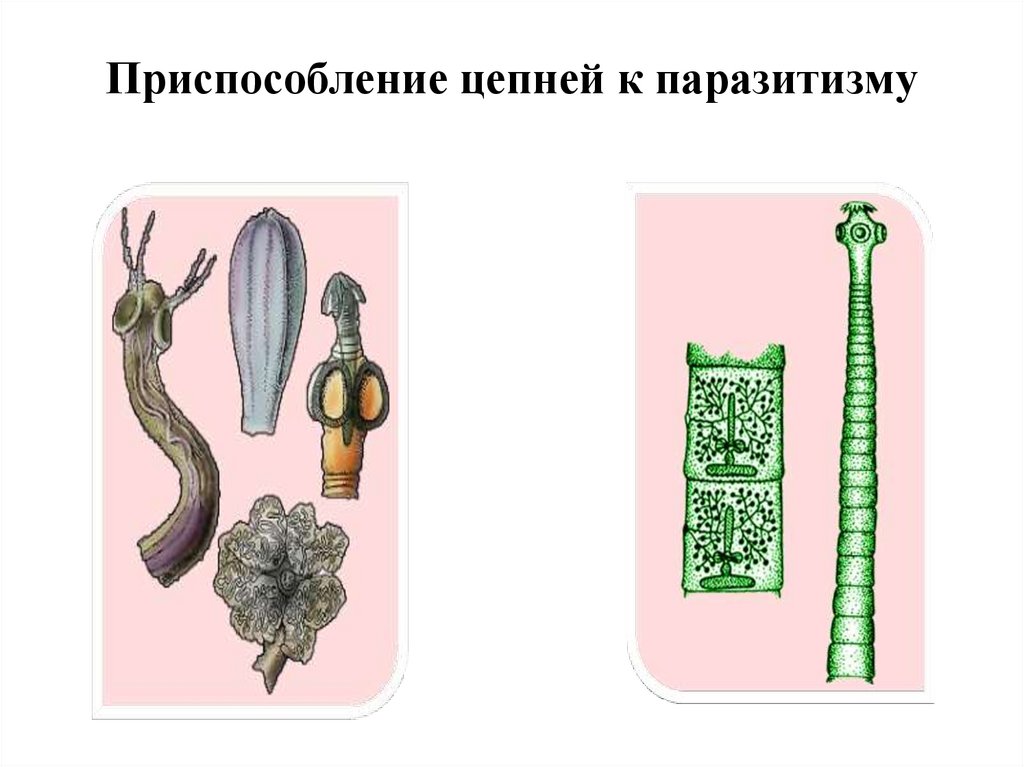 Приспособление цепней к паразитизму