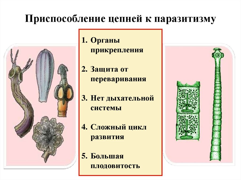 Приспособление цепней к паразитизму