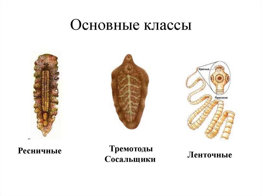 Основные классы