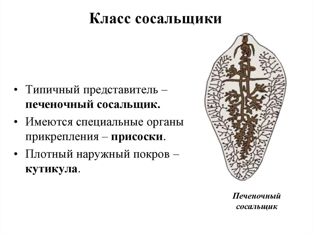 Класс сосальщики