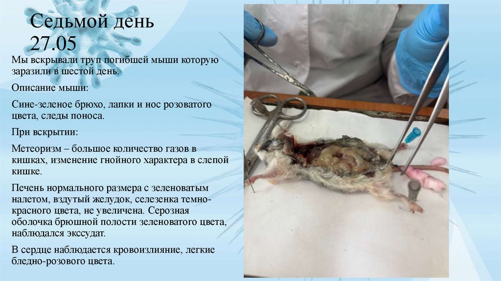 Седьмой день 27.05