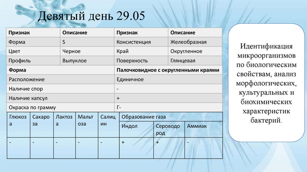 Девятый день 29.05