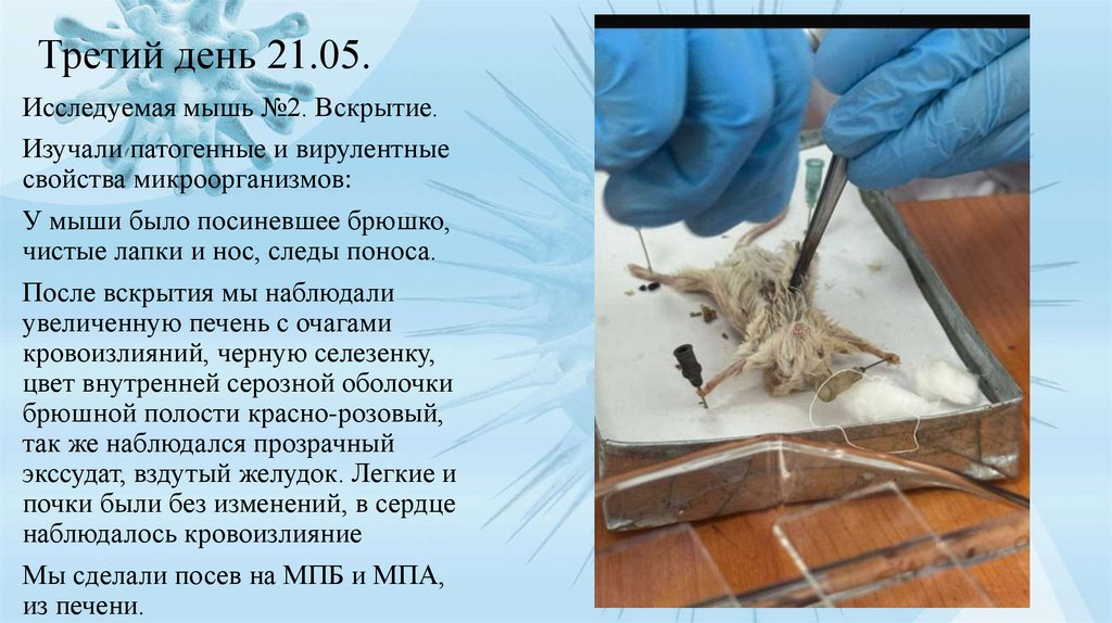 Третий день 21.05.