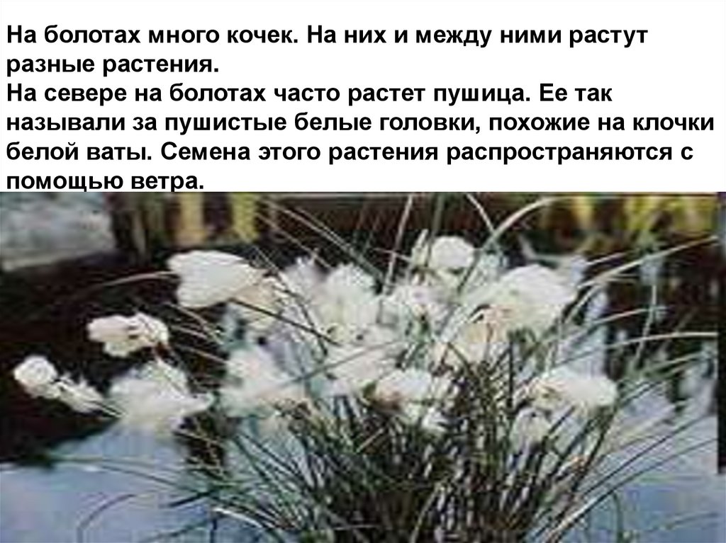 На болотах много кочек. На них и между ними растут разные растения. На севере на болотах часто растет пушица. Ее так называли