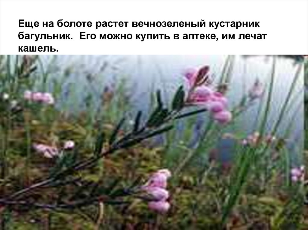 Еще на болоте растет вечнозеленый кустарник багульник. Его можно купить в аптеке, им лечат кашель.