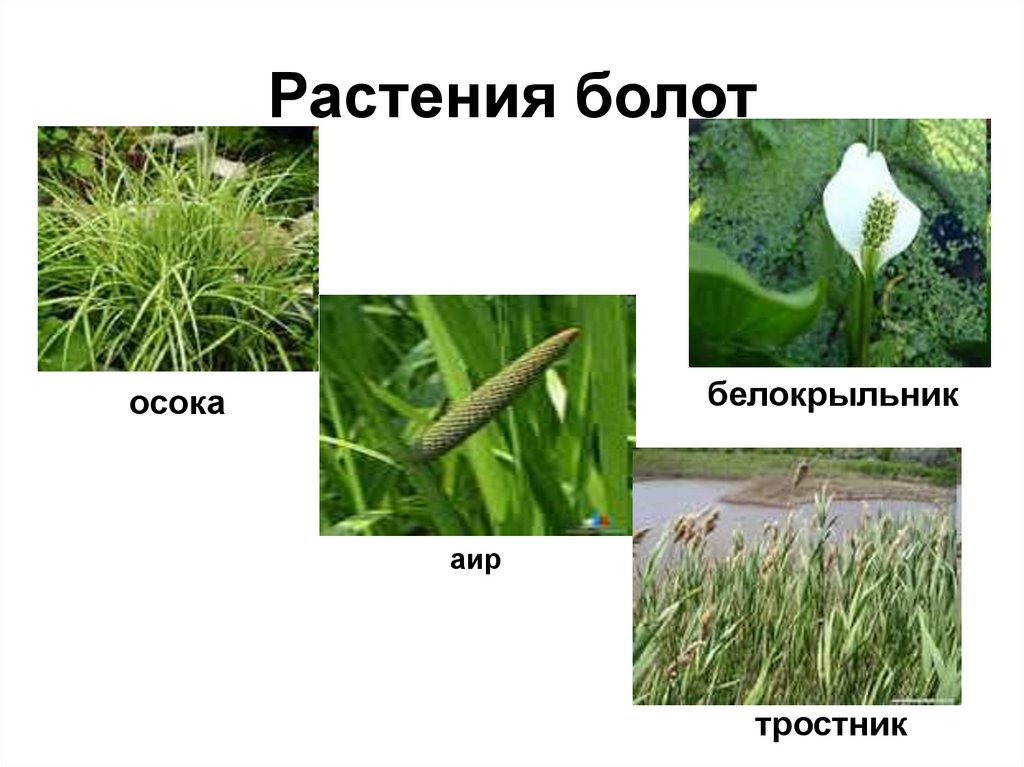 Растения болот