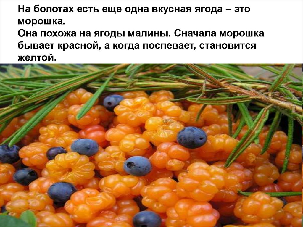 На болотах есть еще одна вкусная ягода – это морошка. Она похожа на ягоды малины. Сначала морошка бывает красной, а когда