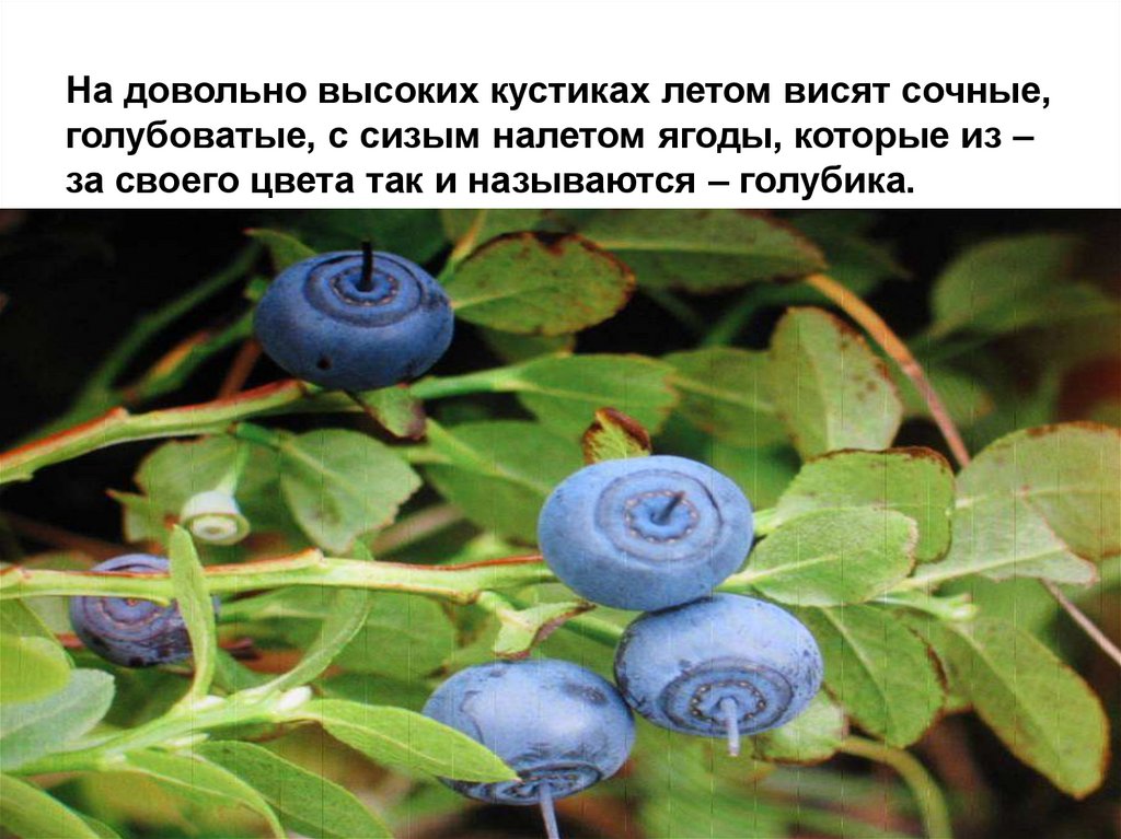 На довольно высоких кустиках летом висят сочные, голубоватые, с сизым налетом ягоды, которые из – за своего цвета так и
