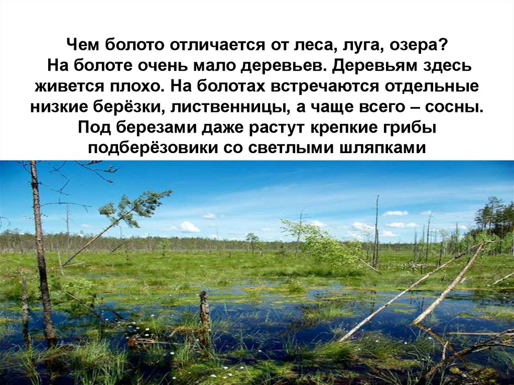 Чем болото отличается от леса, луга, озера? На болоте очень мало деревьев. Деревьям здесь живется плохо. На болотах встречаются