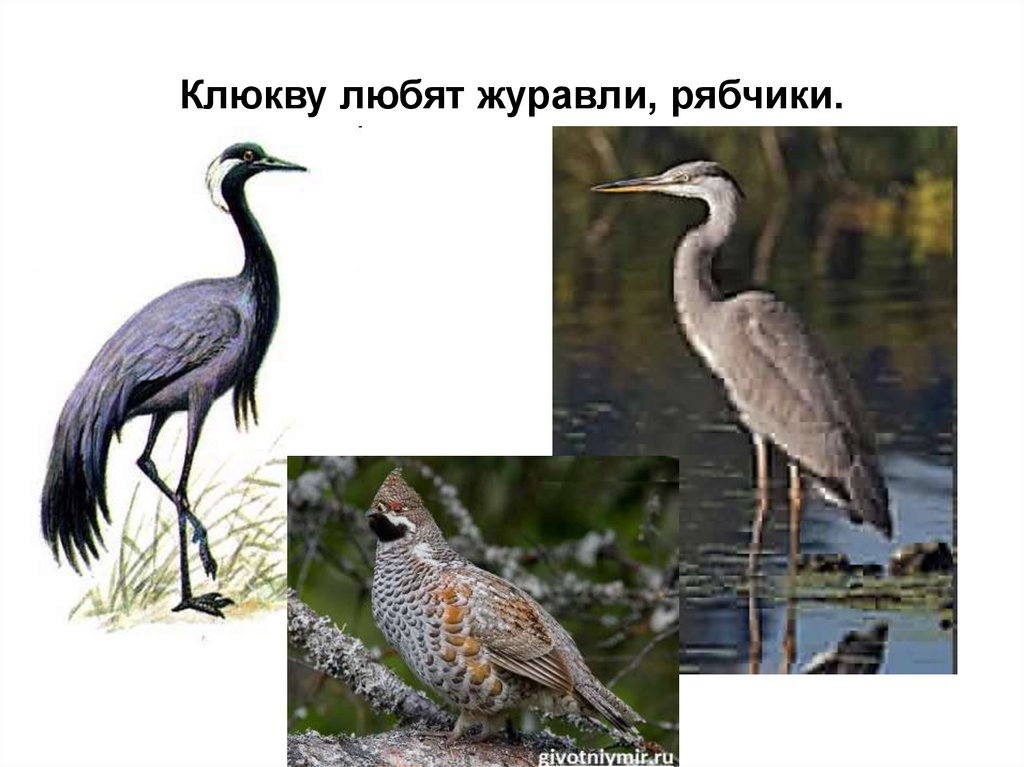 Клюкву любят журавли, рябчики.