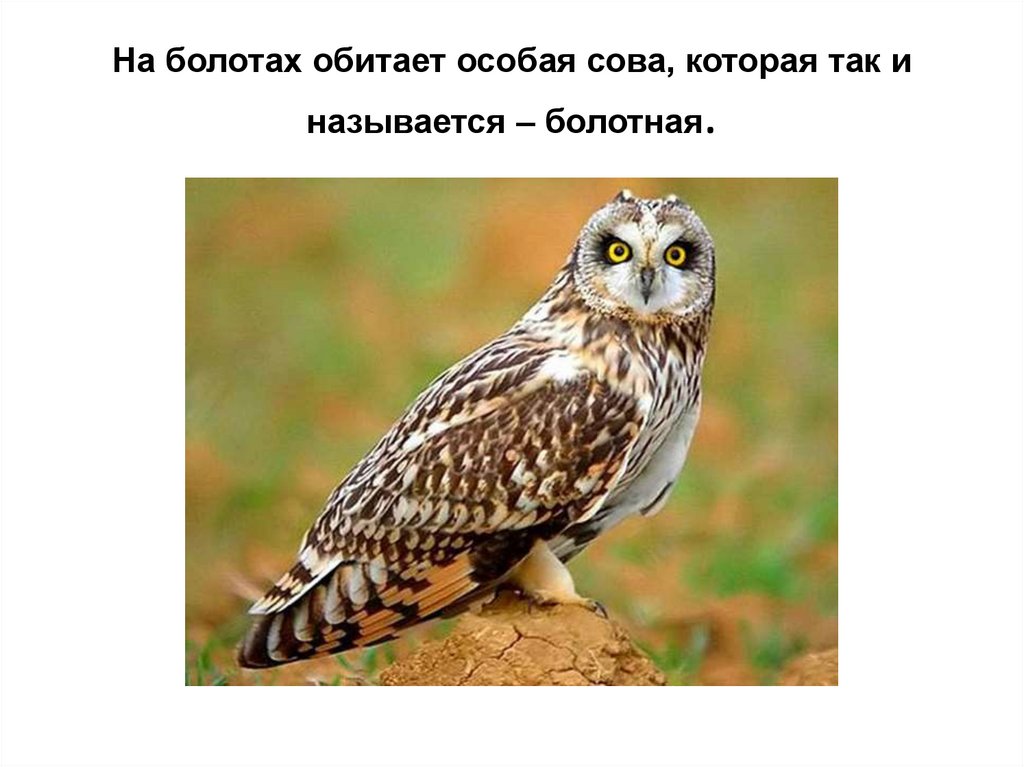 На болотах обитает особая сова, которая так и называется – болотная.