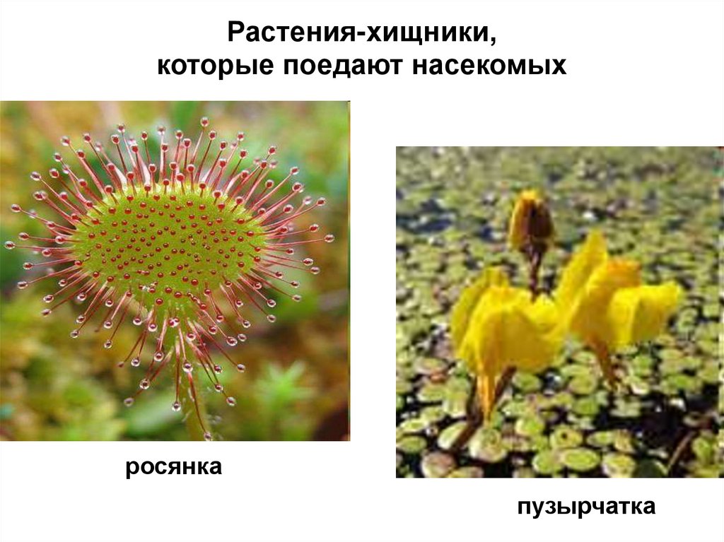 Растения-хищники, которые поедают насекомых