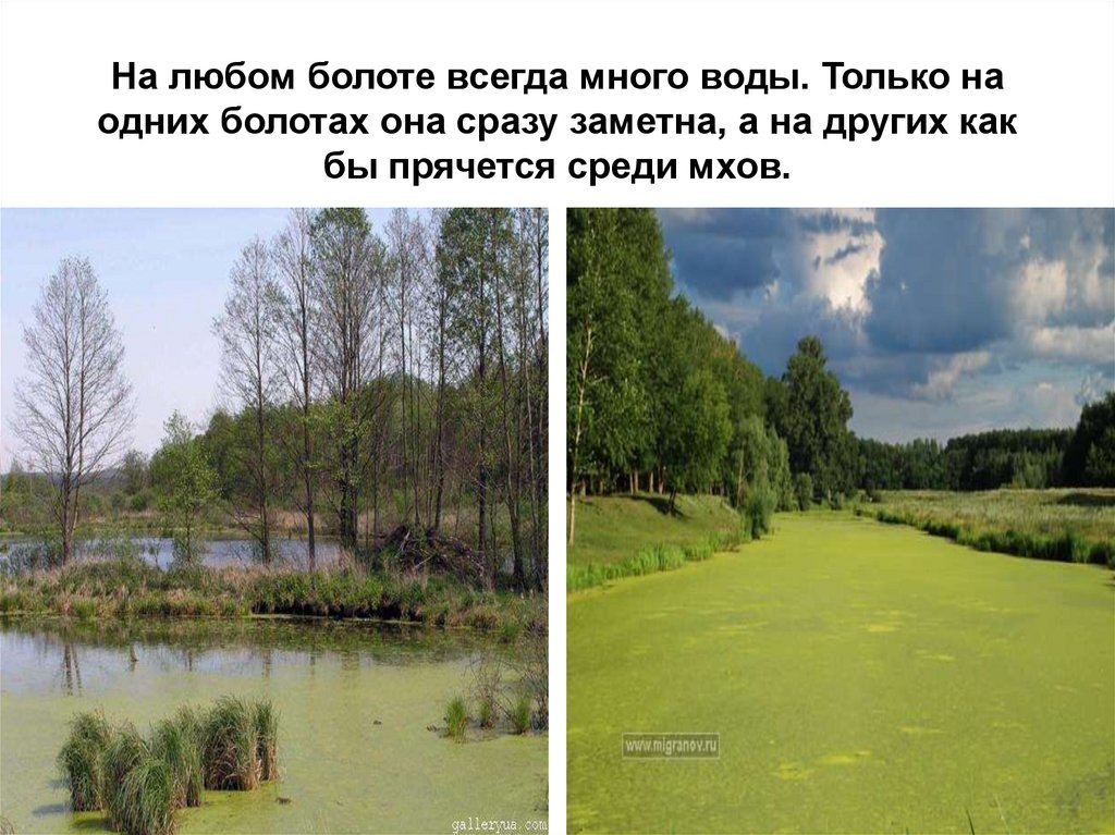 На любом болоте всегда много воды. Только на одних болотах она сразу заметна, а на других как бы прячется среди мхов.