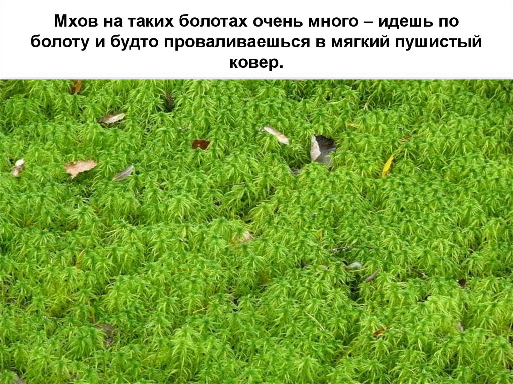 Мхов на таких болотах очень много – идешь по болоту и будто проваливаешься в мягкий пушистый ковер.