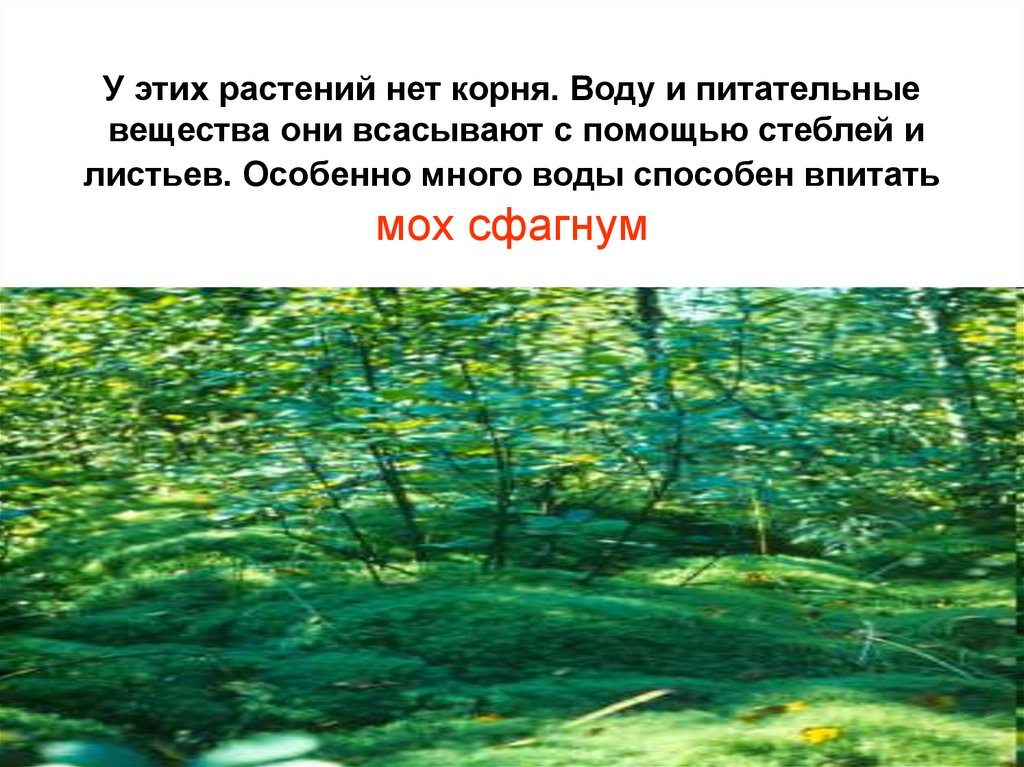 У этих растений нет корня. Воду и питательные вещества они всасывают с помощью стеблей и листьев. Особенно много воды способен