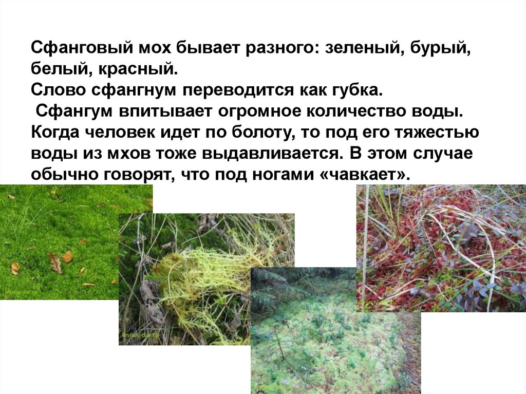 Сфанговый мох бывает разного: зеленый, бурый, белый, красный. Слово сфангнум переводится как губка. Сфангум впитывает огромное