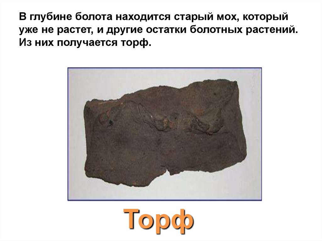 В глубине болота находится старый мох, который уже не растет, и другие остатки болотных растений. Из них получается торф.
