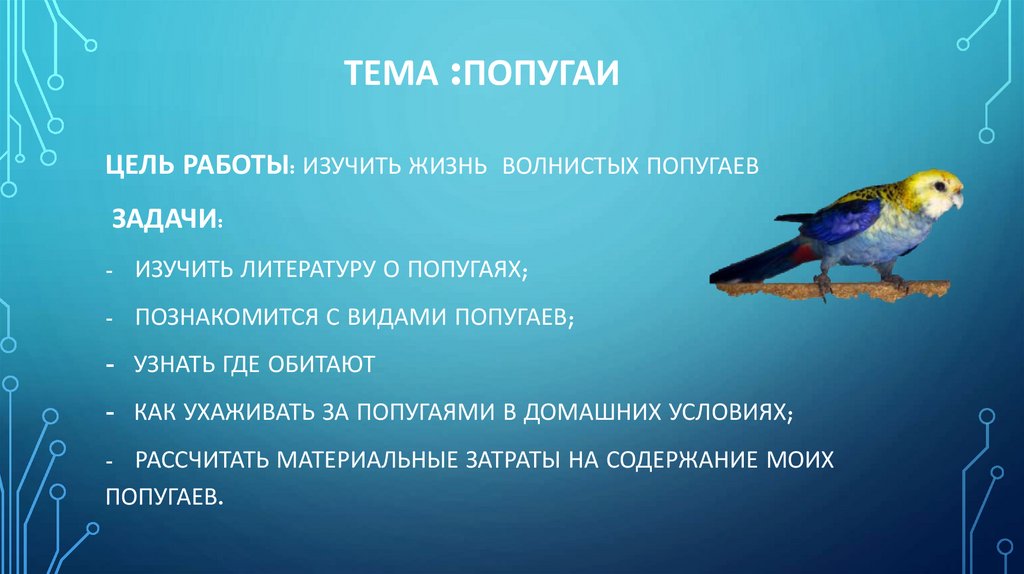 ТЕМА :попугаи