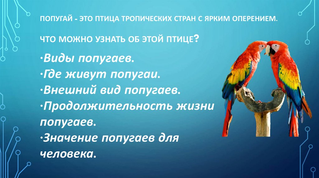 Попугай - это птица тропических стран с ярким оперением.