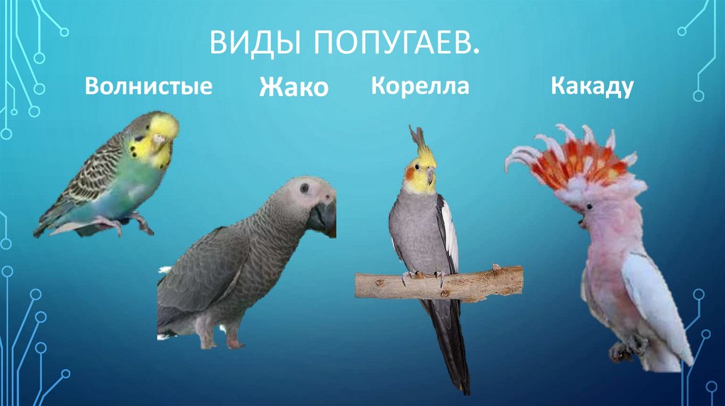 Виды попугаев.