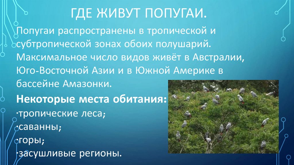 Где живут попугаи.