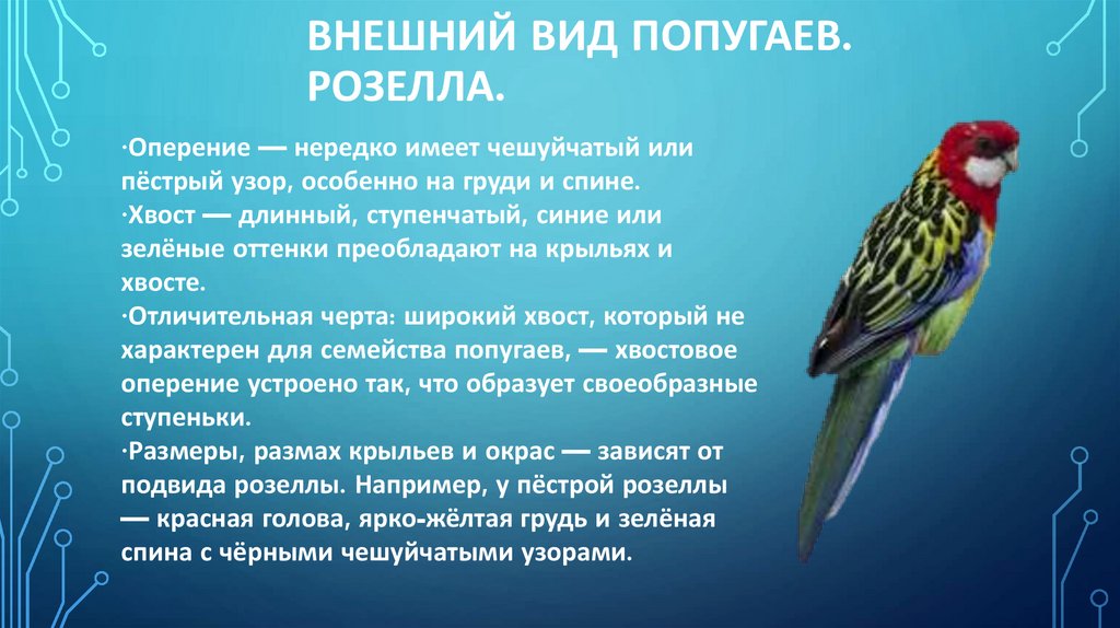 Внешний вид попугаев. Розелла.