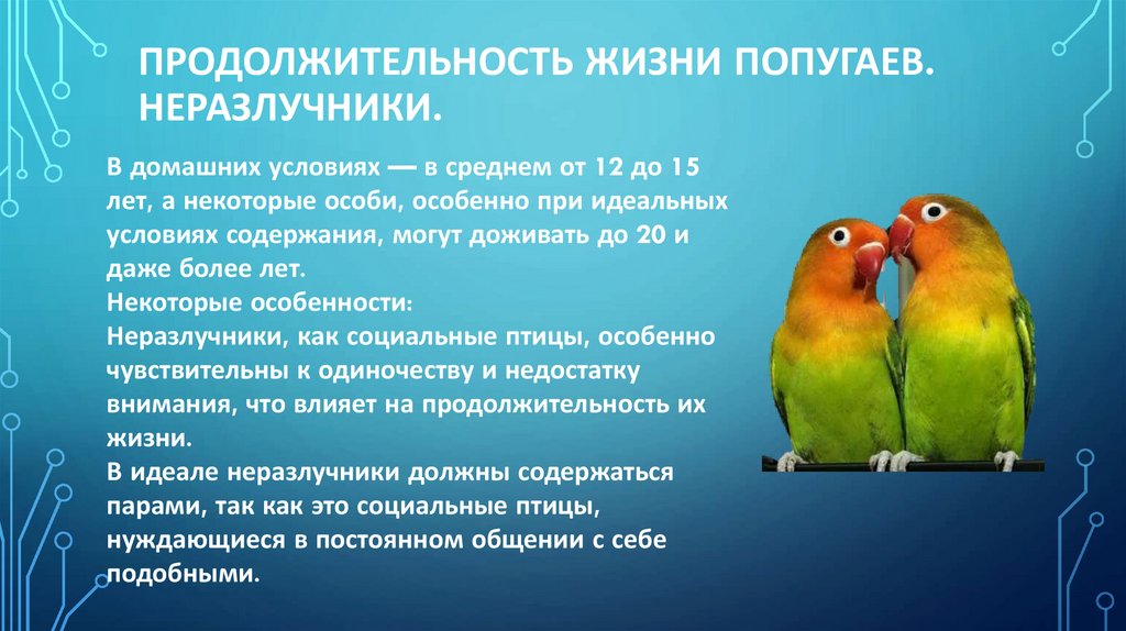 Продолжительность жизни попугаев. Неразлучники.