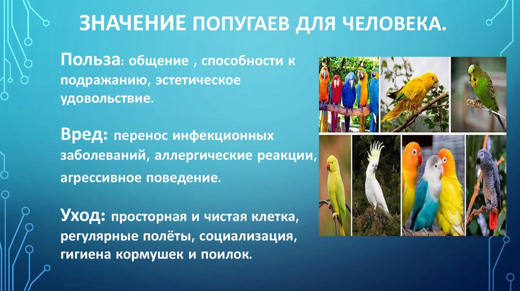 Значение попугаев для человека.