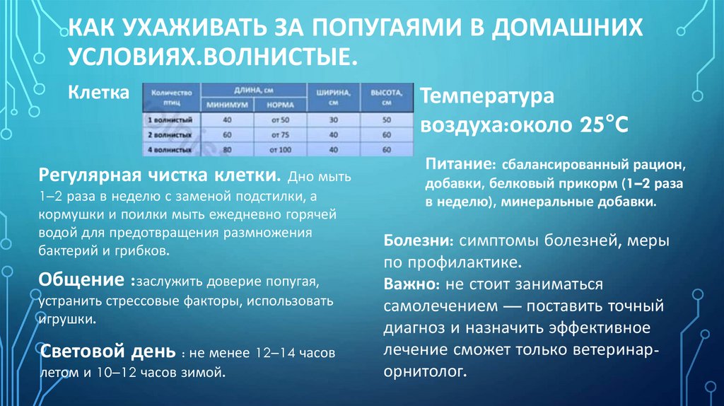 как ухаживать за попугаями в домашних условиях.волнистые.