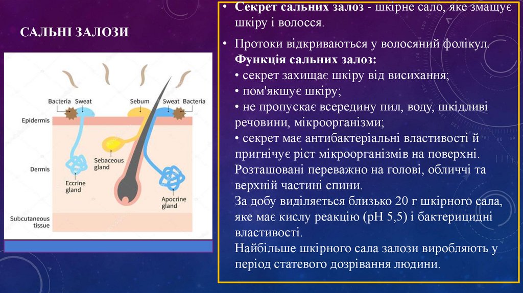 САЛЬНІ ЗАЛОЗИ 