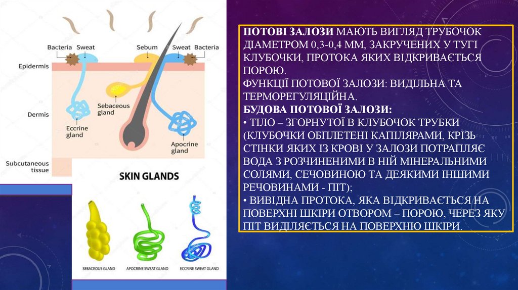 ПОТОВІ ЗАЛОЗИ мають вигляд трубочок діаметром 0,3-0,4 мм, закручених у тугі клубочки, протока яких відкривається порою. Функції