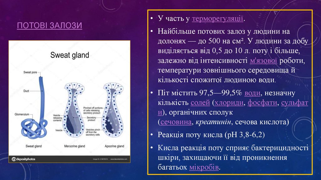 Потові залози 