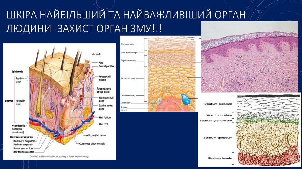 Шкіра найбільший та найважливіший орган людини- захист організму!!!