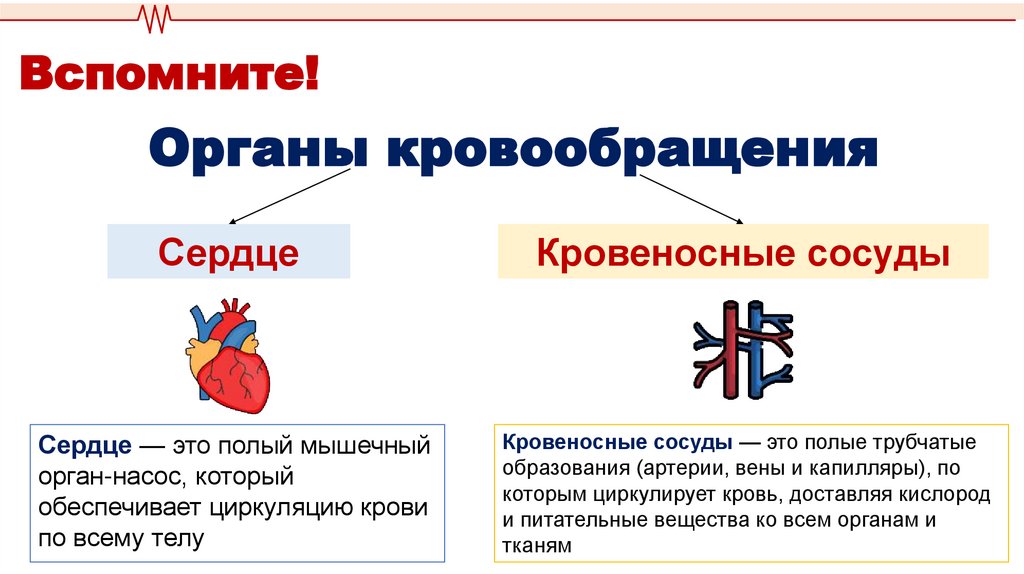 Органы кровообращения