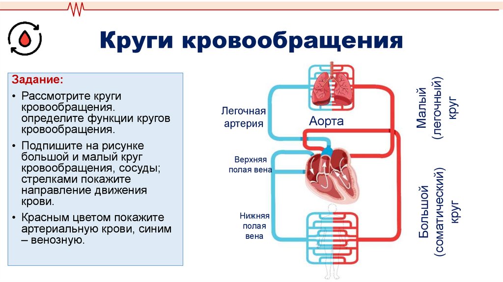 Круги кровообращения
