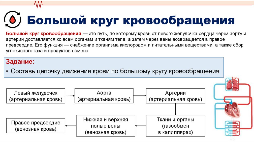 Большой круг кровообращения