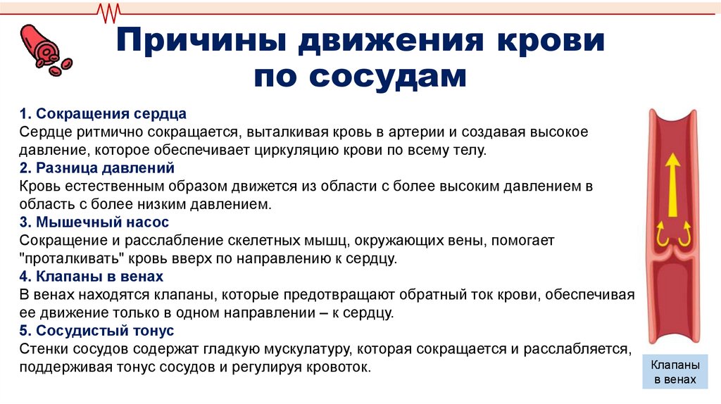Причины движения крови по сосудам