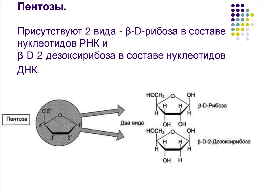 Пентозы. Присутствуют 2 вида - β-D-рибоза в составе нуклеотидов РНК и β-D-2-дезоксирибоза в составе нуклеотидов ДНК.