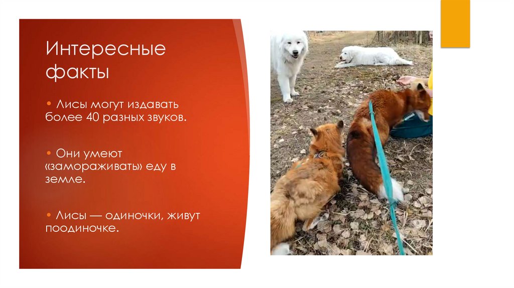 Интересные факты