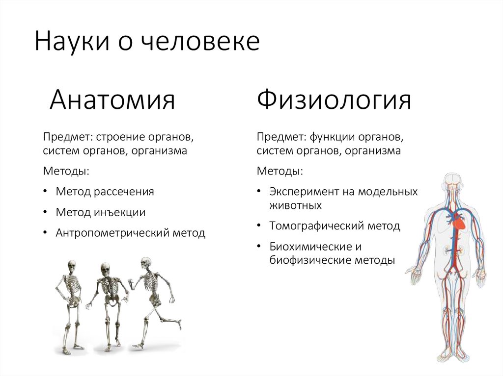 Науки о человеке