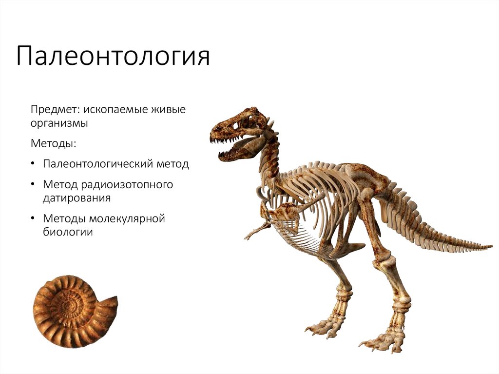 Палеонтология