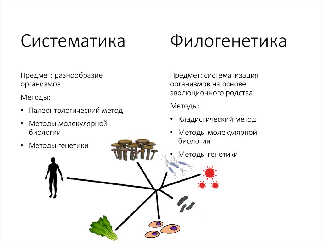 Филогенетика