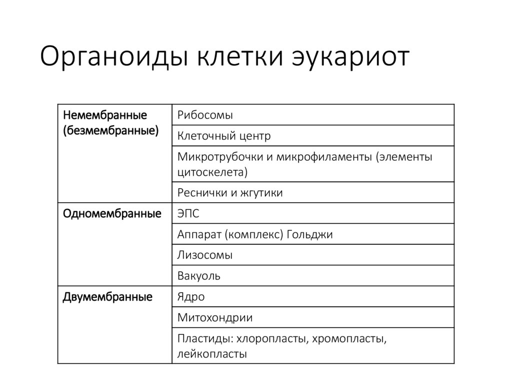 Органоиды клетки эукариот