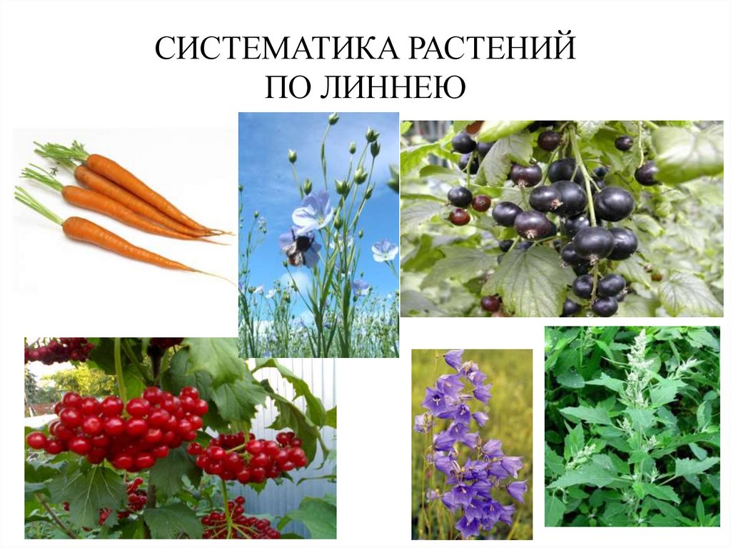 СИСТЕМАТИКА РАСТЕНИЙ ПО ЛИННЕЮ
